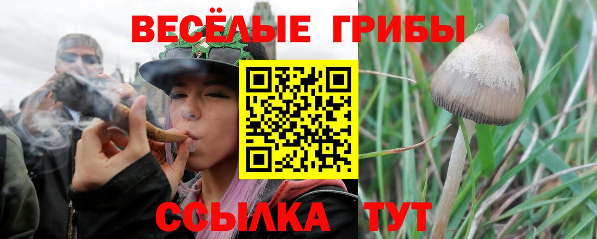 Дивногорск  Галлюциногенные грибы мицелий  Псилоцибиновые грибы Psilocybine cubensis  наркота  Вход с VPN 