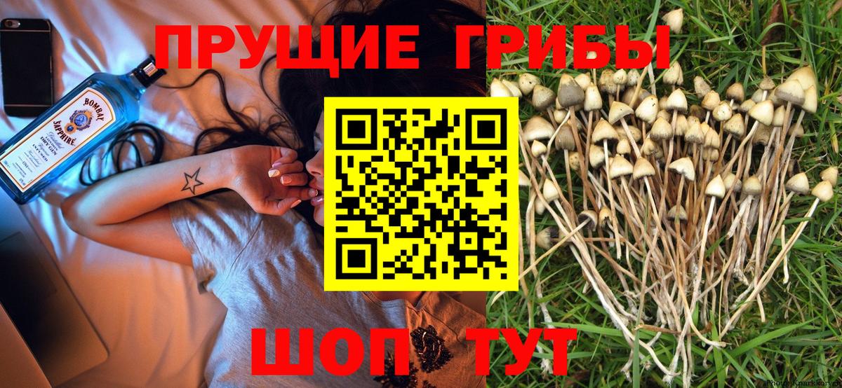 Галлюциногенные грибы Psilocybe Дивногорск